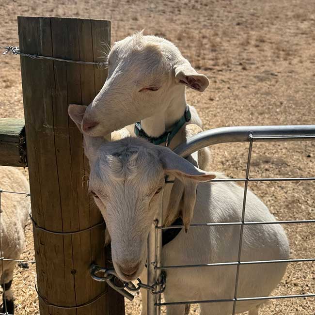 Farm Goats Beau and Bauckly at Wunderbar Farm