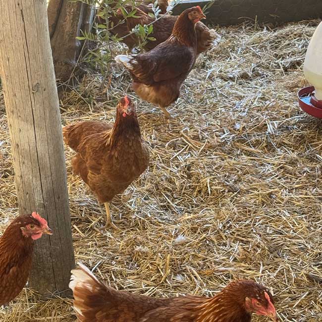Gertrude and the Girls - Chickens at Wunderbar Farm