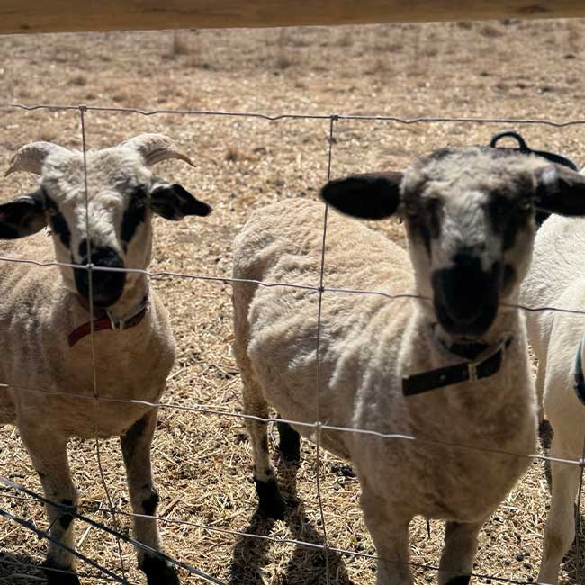 Larry & Barry Wunderbar Farm Sheep